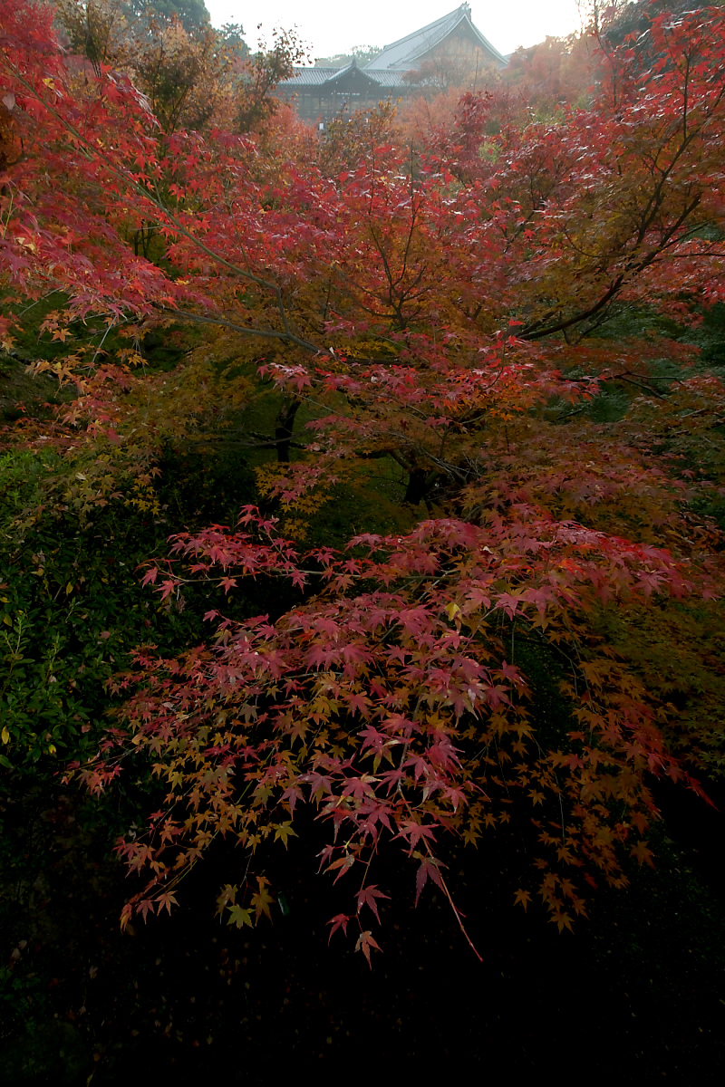 紅葉　2007  <東福寺>_f0021869_21291299.jpg