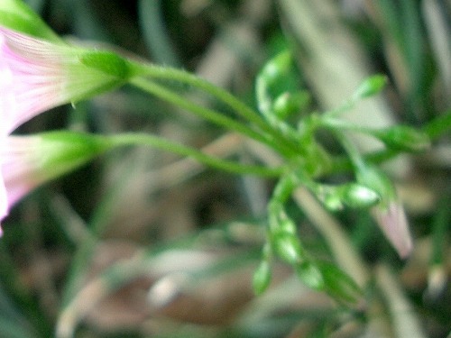 ムラサキカタバミ(紫片喰、紫酢漿草)・・・要注意外来生物_c0085874_22144061.jpg