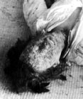 世界権力構造の秘密 Eustace Mullins 2 原爆ホロコースト_c0139575_0551185.jpg