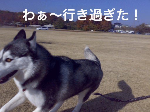 【突撃！隣のわんこさん】_d0087675_13341035.gif