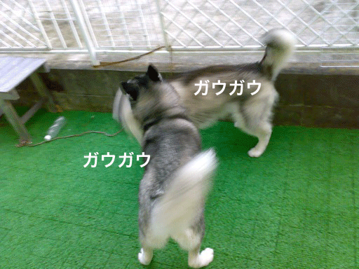 d0087675_14141098.gif