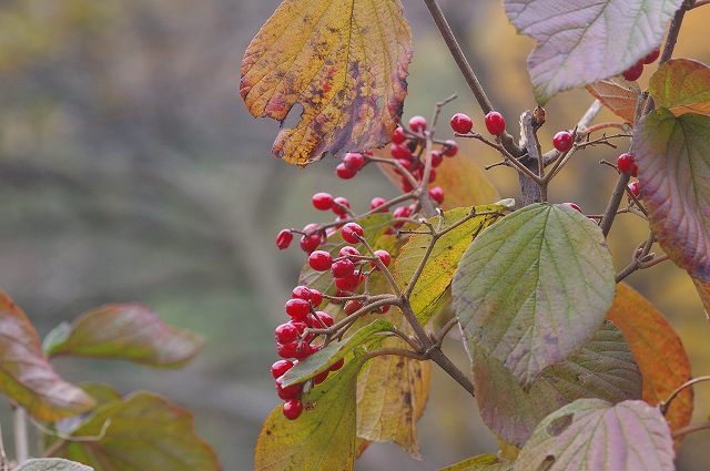 ■　黄・紅葉した樹木 (4)　　　07.12.1_e0070891_0443158.jpg