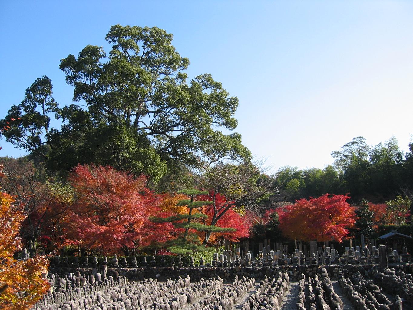 奥嵯峨の紅葉_f0010195_22204332.jpg