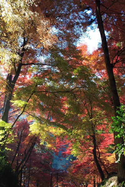 香嵐渓の紅葉_b0114598_123435.jpg