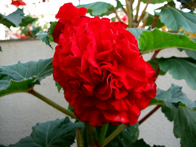 d0079302_2595062.jpg