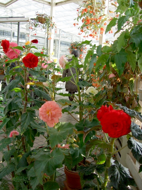 d0079302_333810.jpg