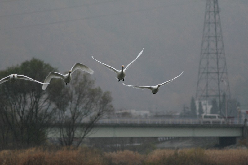 北穂高に飛び立つ白鳥たち_e0103903_221740100.jpg