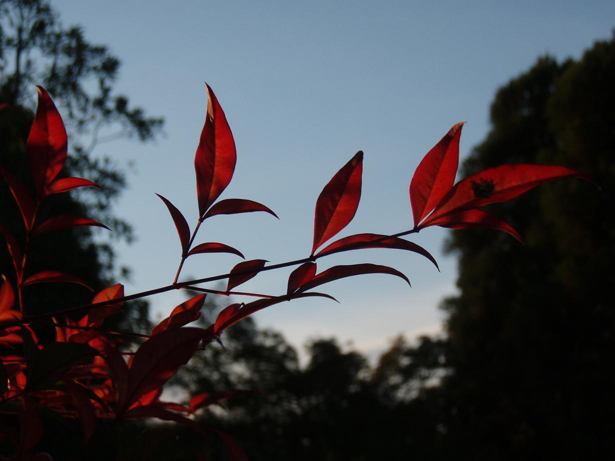 好古園　　　陽の流れ南天向い紅を変え_d0051106_230565.jpg