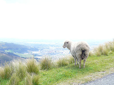 Day3 NZ 一周旅行 Trip: Christchurch >> Lyttleton_b0038810_1531640.jpg