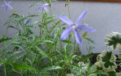 冬を向かえる花達_f0067514_20575724.jpg