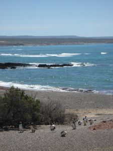 バルデス半島の旅　ペンギン篇_f0009717_5681.jpg