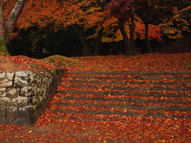 散紅葉（大仏殿北）_f0020521_165233100.jpg