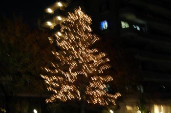 今年もツリーが灯りました。_a0026127_22524699.jpg