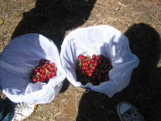 c0106938_1253304.jpg