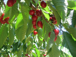 c0106938_1253999.jpg