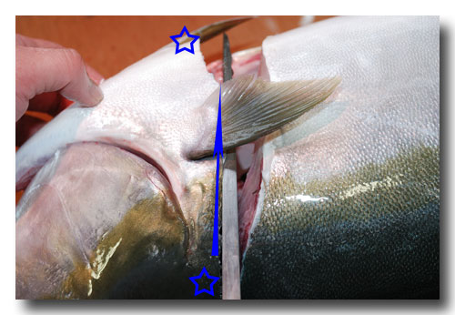 大型魚の捌き方 前編 ハマチやカンパチなど大型魚の捌き方 魚屋三代目日記
