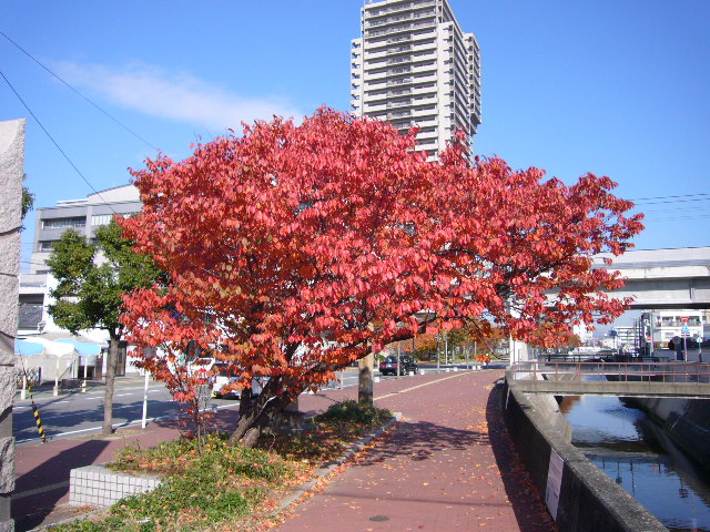 桜の紅葉！！　　１０，２５６歩_b0042439_853261.jpg