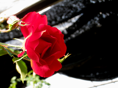 c0068639_23104623.jpg
