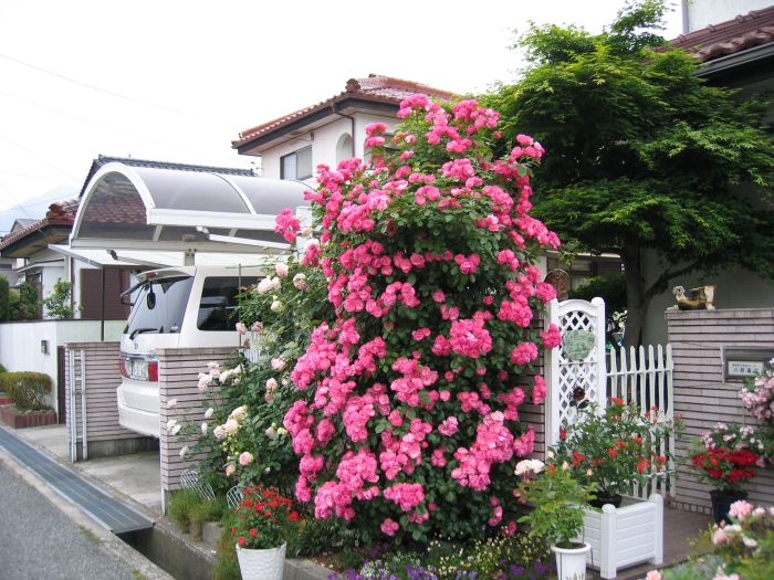 アンジェラ 薔薇の庭 アンジェラ 薔薇の庭