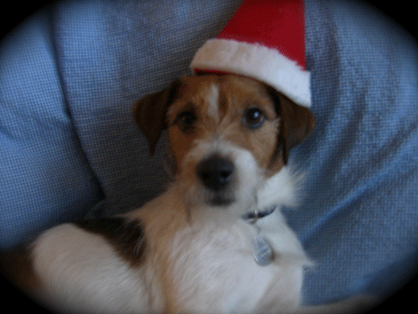 f0077150_15411469.gif