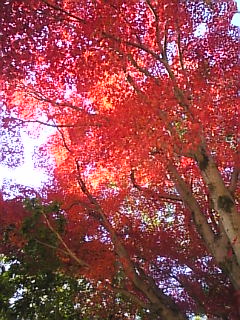 c0069552_8481475.jpg