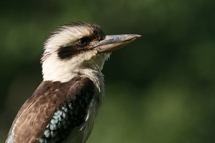 ケアンズ探鳥旅行_d0013455_21465922.jpg