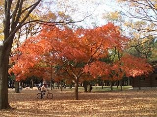 紅葉 と まい泉とんかつ と ＡＳＩＭＯ_c0135971_19325561.jpg