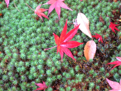 雨上がり、近場の紅葉狩り_a0077673_21522143.jpg