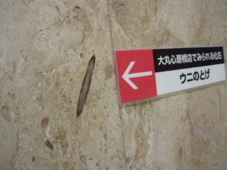 ♬化石ですって♬_d0079988_17572064.jpg