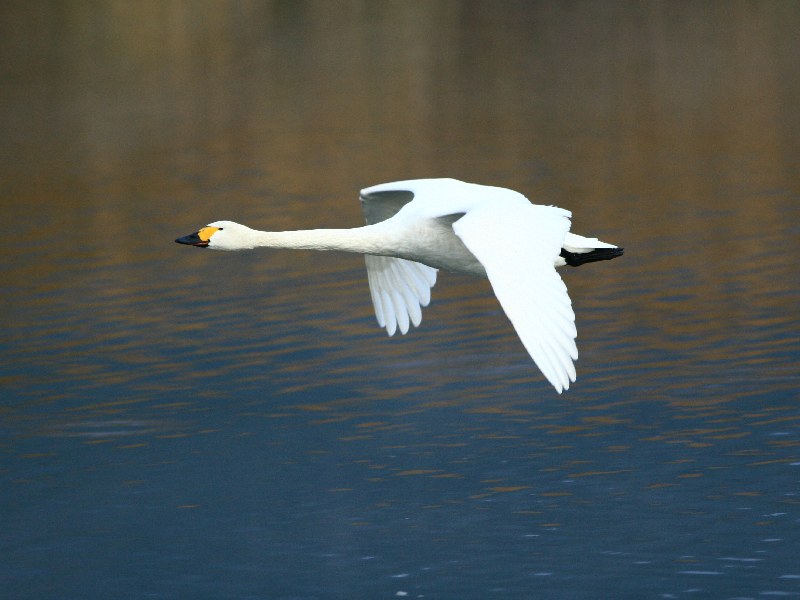 最後の離陸する白鳥たち_e0103903_1855499.jpg