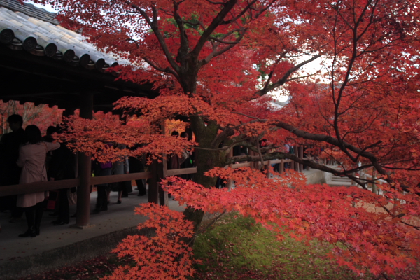 東福寺の紅葉～２_c0077605_123477.jpg