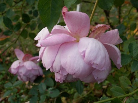 ジ インジニアス ミスターフェアチャイルド 薔薇のガーデナー Weekend S Ladybirds ジ インジニアス ミスターフェアチャイルド 薔薇のガーデナー Weekend S Ladybirds