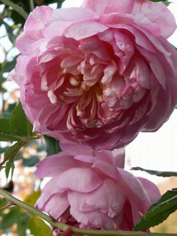 ジ インジニアス ミスターフェアチャイルド 薔薇のガーデナー Weekend S Ladybirds ジ インジニアス ミスターフェアチャイルド 薔薇のガーデナー Weekend S Ladybirds