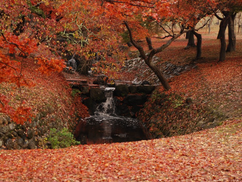 散紅葉（吉城川）_f0020521_619123.jpg