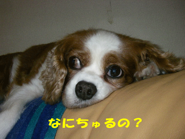 c0136838_21121357.gif
