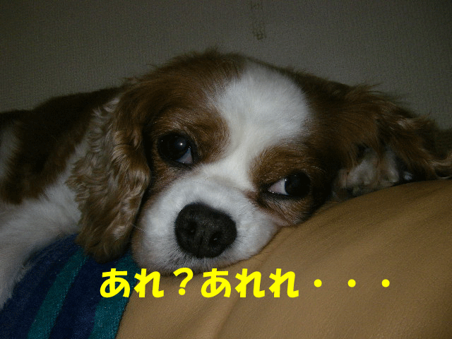 c0136838_211738100.gif
