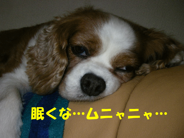 c0136838_21202584.gif