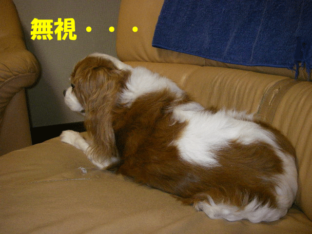 c0136838_21292396.gif