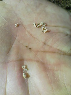 c0100148_0163386.jpg