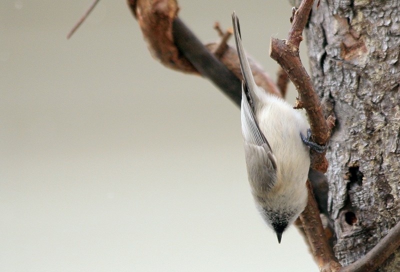 鳥見の季節。_b0076972_10183671.jpg