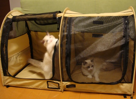 久しぶりに猫グッツ企画 猫テント ぶーママ不定期日記 ラグドールな生活