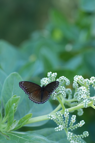 butterfly_d0121282_22175084.jpg