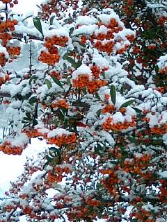 雪化粧_d0027486_194284.jpg