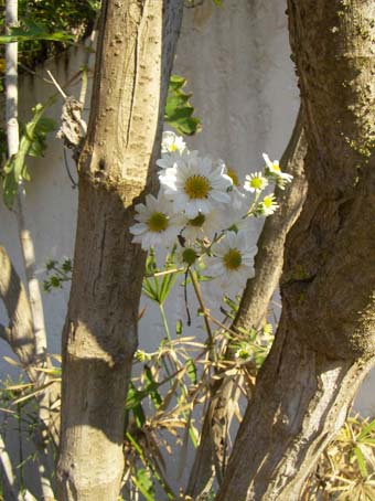 この木何の木、何の花？_e0092286_21501759.jpg