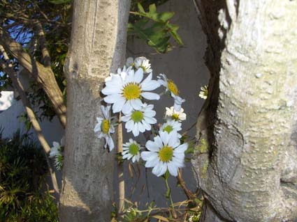 この木何の木、何の花？_e0092286_21515485.jpg