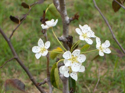 この木何の木、何の花？_e0092286_2235020.jpg