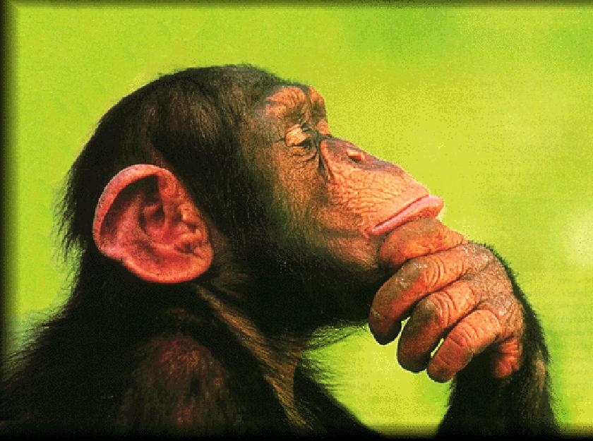 ★チンパンジーの子供の瞬間記憶力は人間以上!!(ﾟ〇ﾟ;)ﾜｱ_a0028694_16521681.jpg