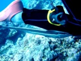コバンザメ_a0043520_835526.jpg