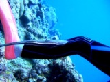 コバンザメ_a0043520_85114.jpg
