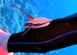 コバンザメ_a0043520_853114.jpg